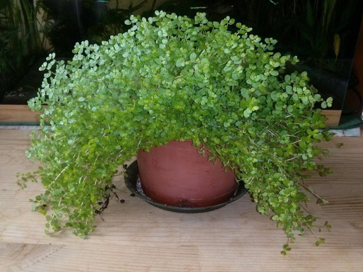 Солейролия или гелксина