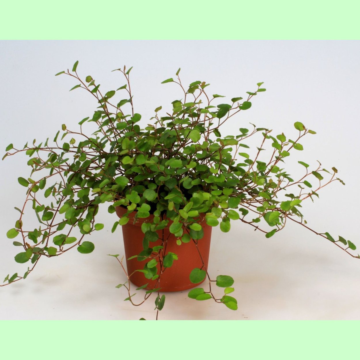 Мюленбекия ампельная