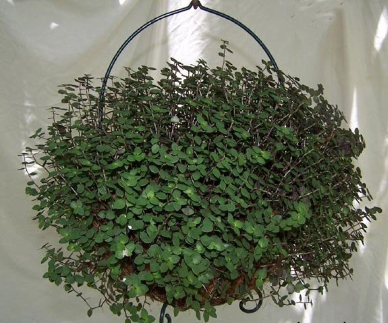 Каллизия ползучая Репенс