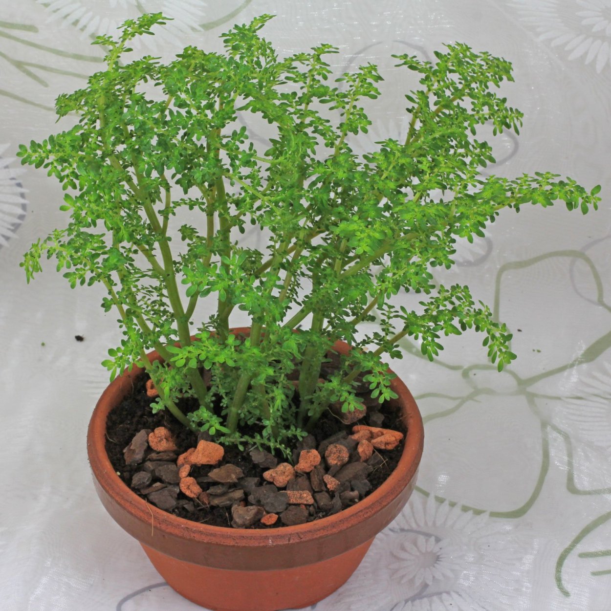 Пилея мелколистная