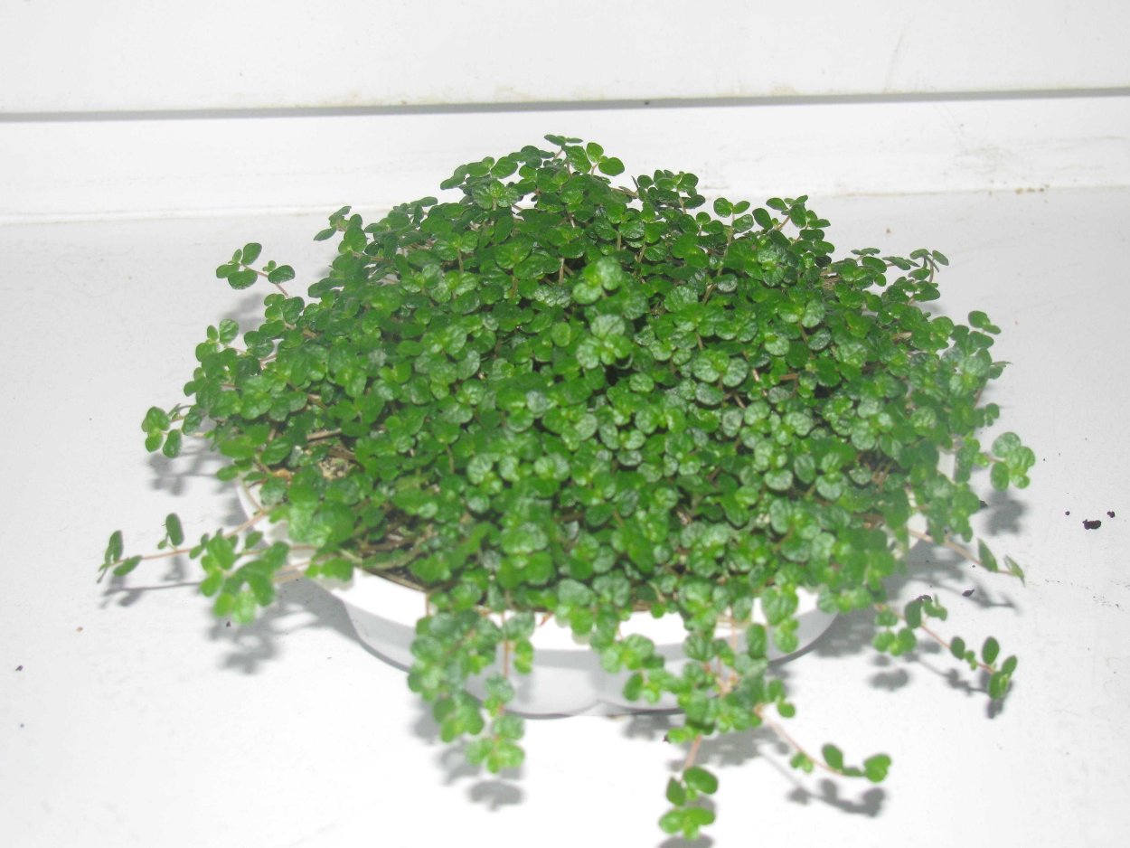 Глексина мелколистная