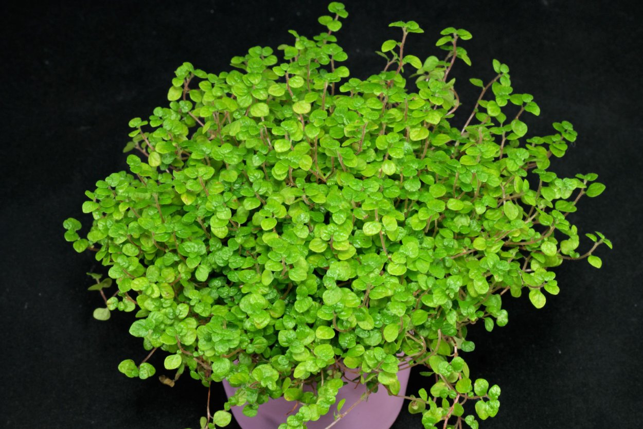 Солейролия (гелксина, хелксина)