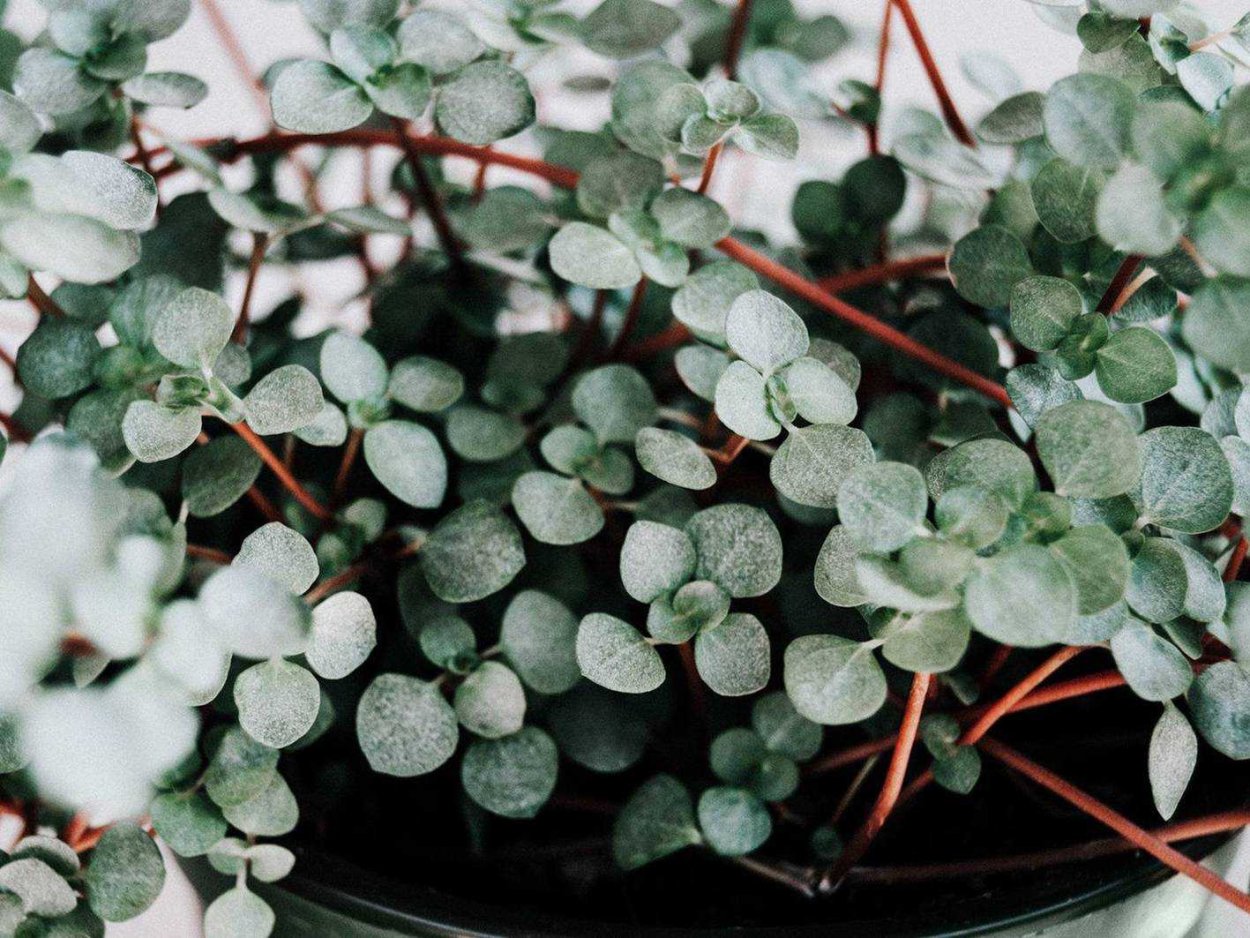 Пилея Ливанская Pilea Libanensis