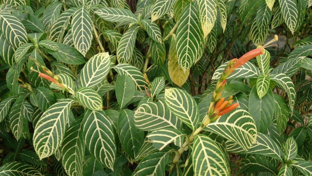 Кротон санхеция