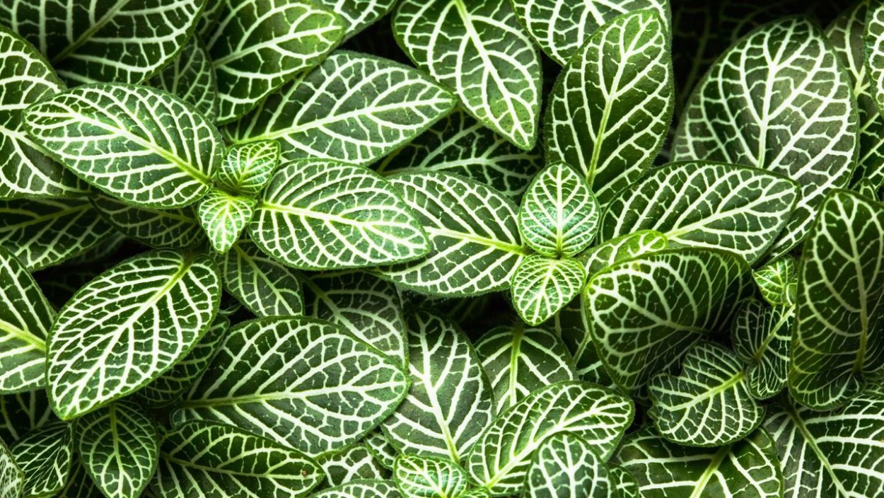 Цветок с белыми полосками на листьях