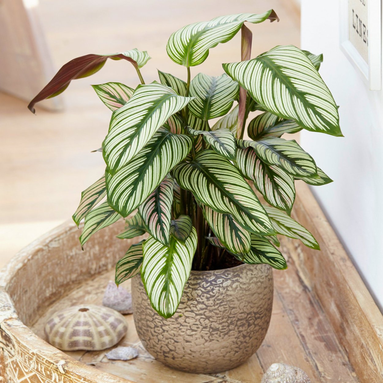 Калатея зебрина