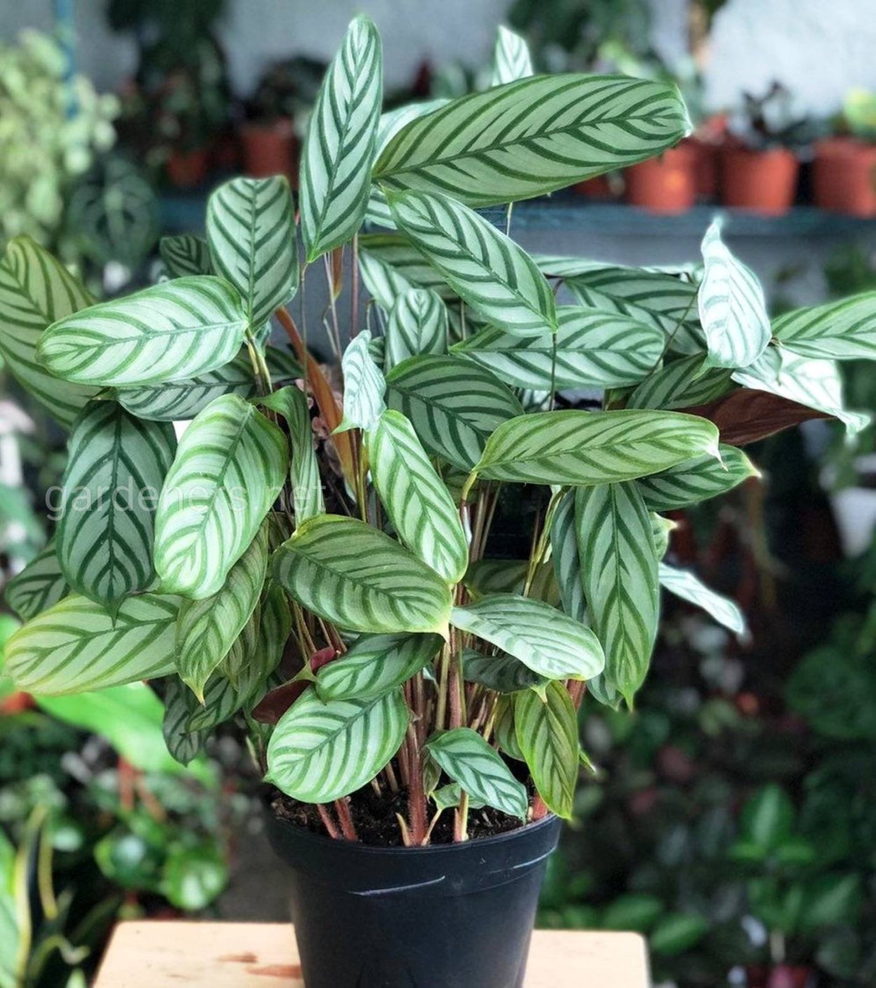 Калатея ктенанта Оппенгейма