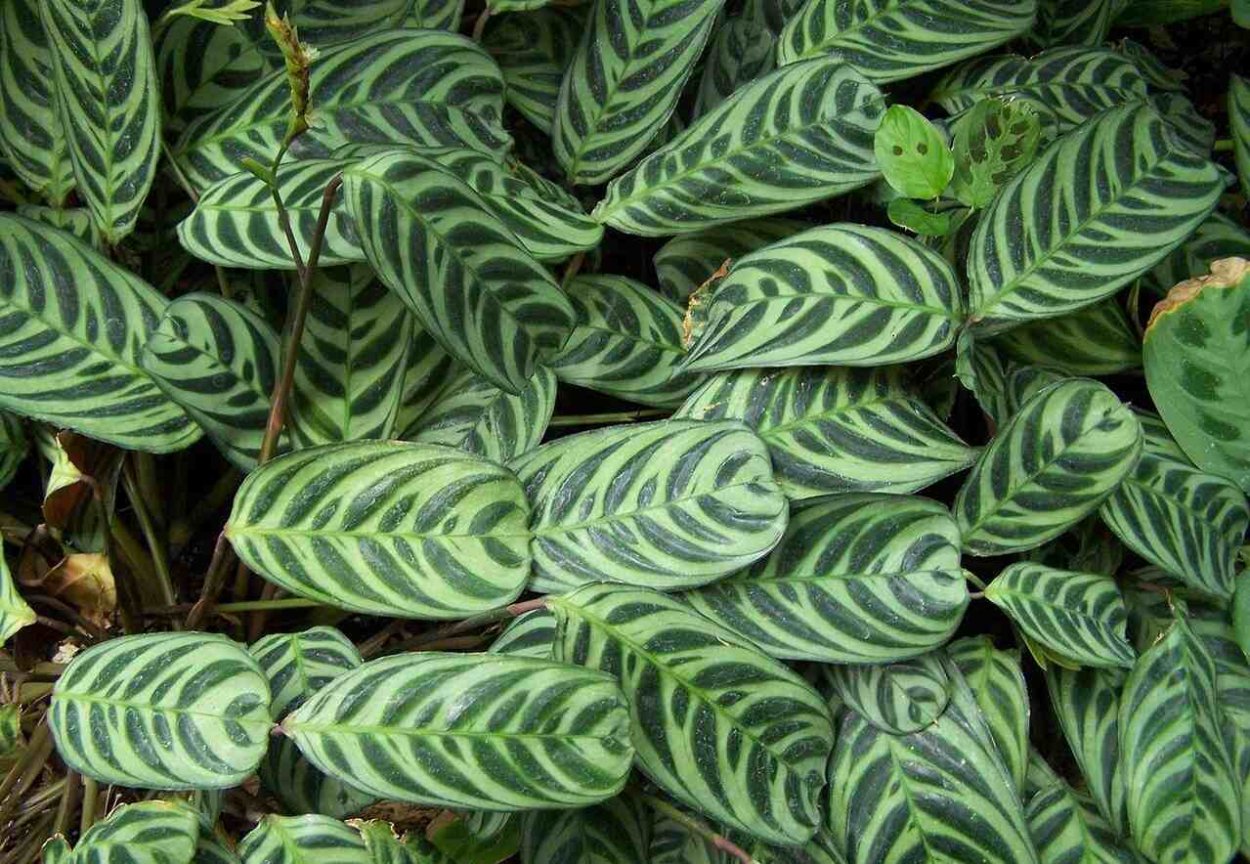 Ктенанта Бурле-Маркса