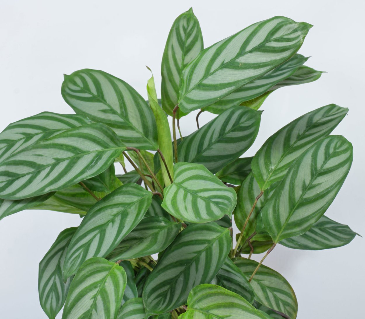 Калатея ктенанта Амабилис