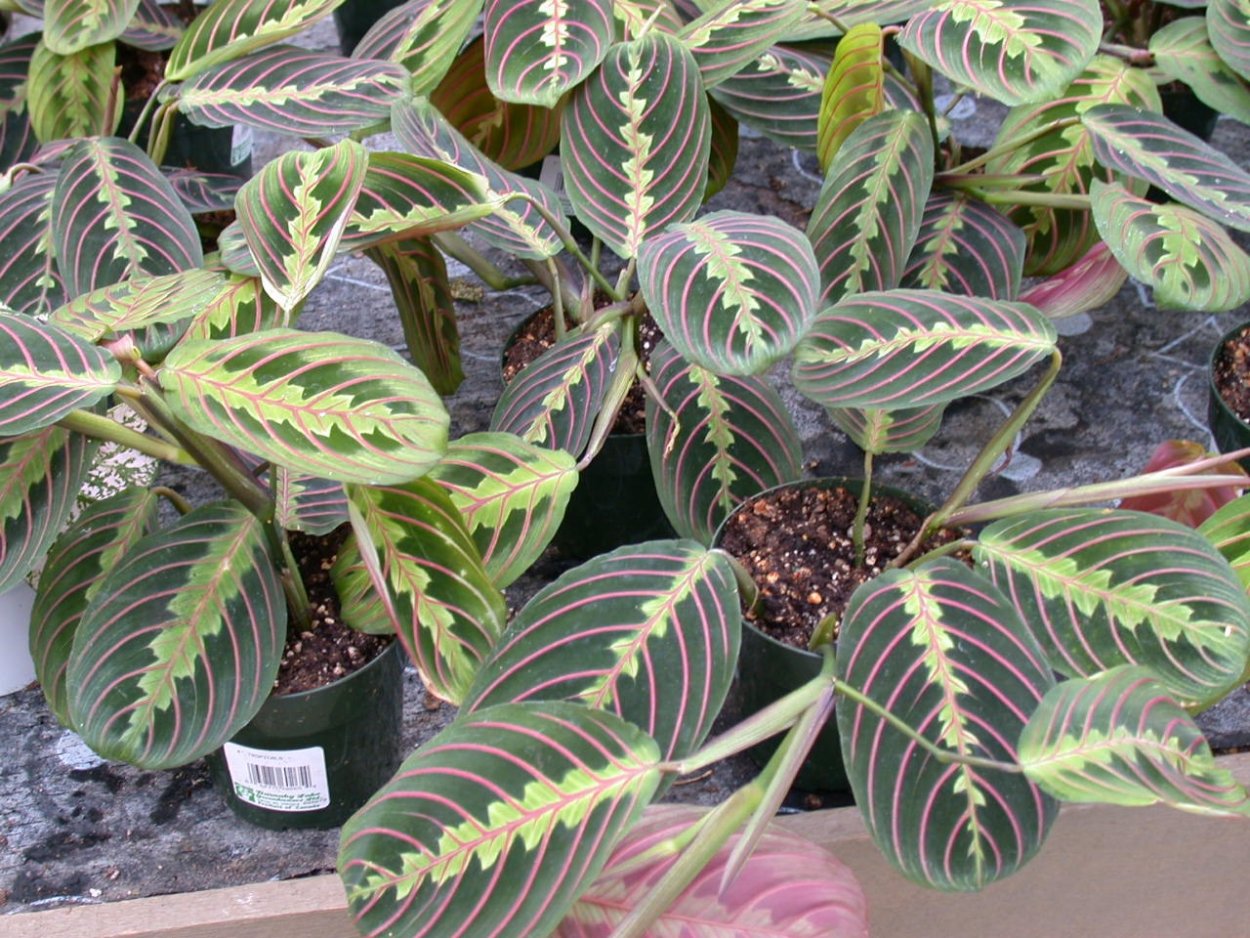 Маранта трехцветная молитвенное растение