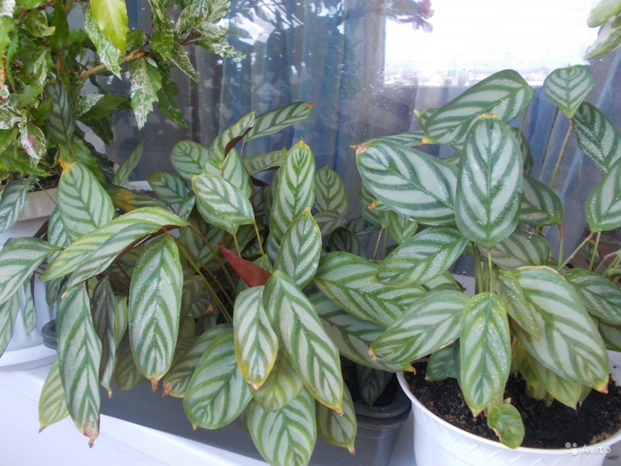 Калатея Бахема ктенанта