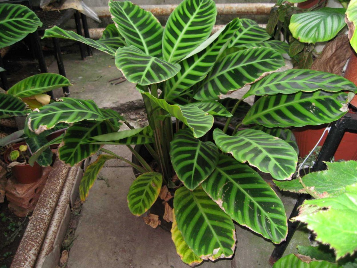 Калатея зебровидная