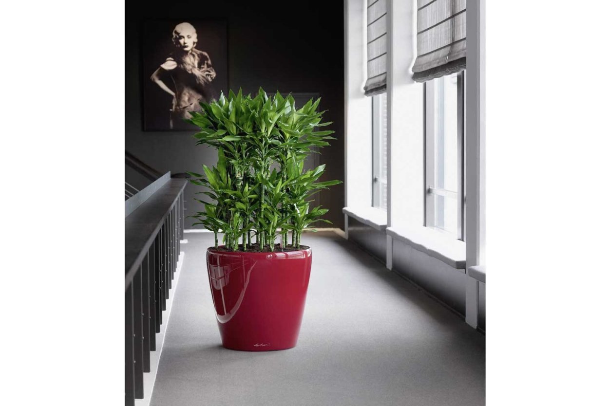 Офисные цветы в горшках живые