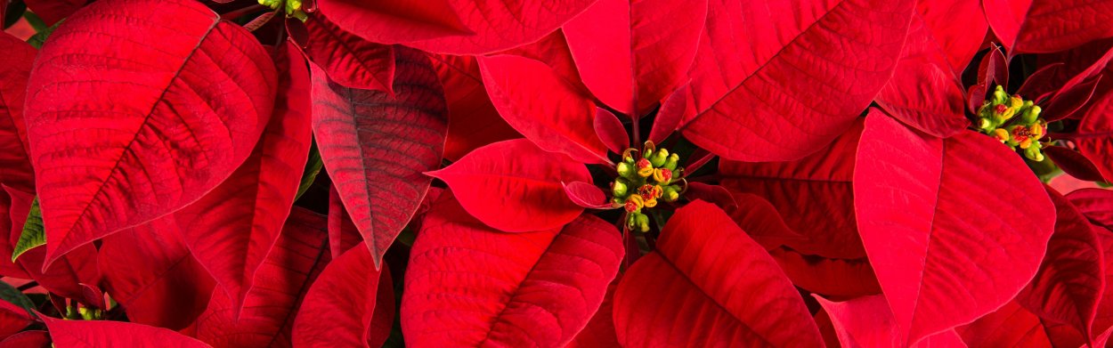 Пуансетия бархатная мята