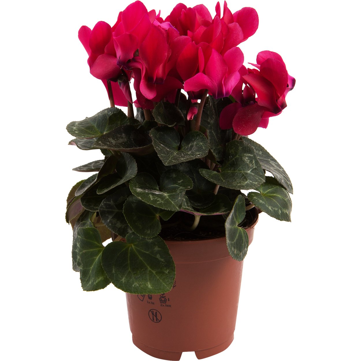 Цикламен персидский Рой