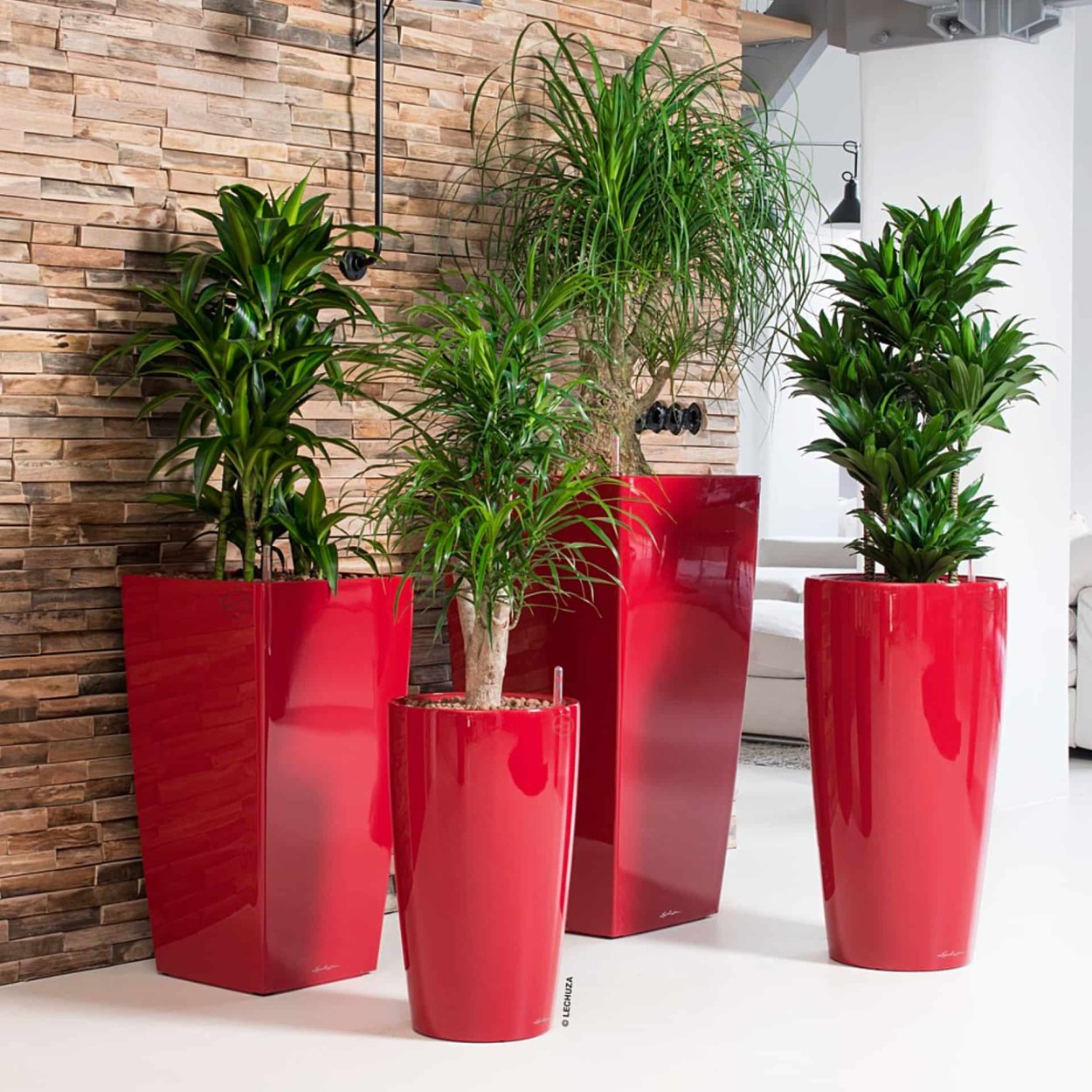 Кашпо Lechuza Rondo Кротон