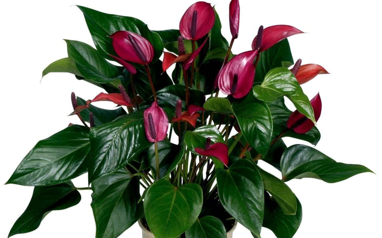 Антуриум цветок