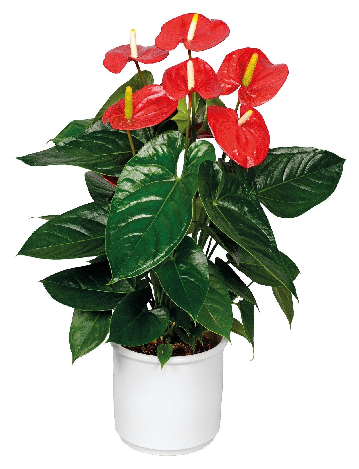 Антуриум джамбо Свит