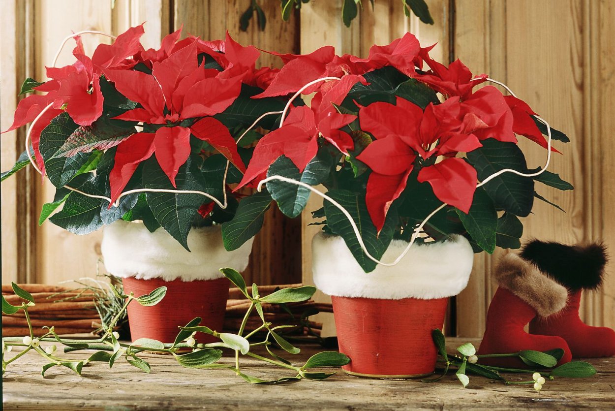 Пуансеттия декабрист цикламен