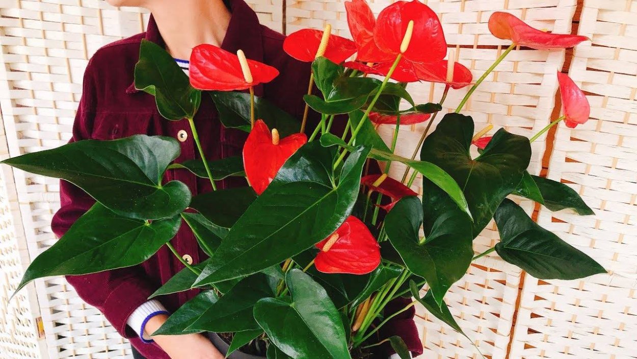 Антуриум цветок мужегон