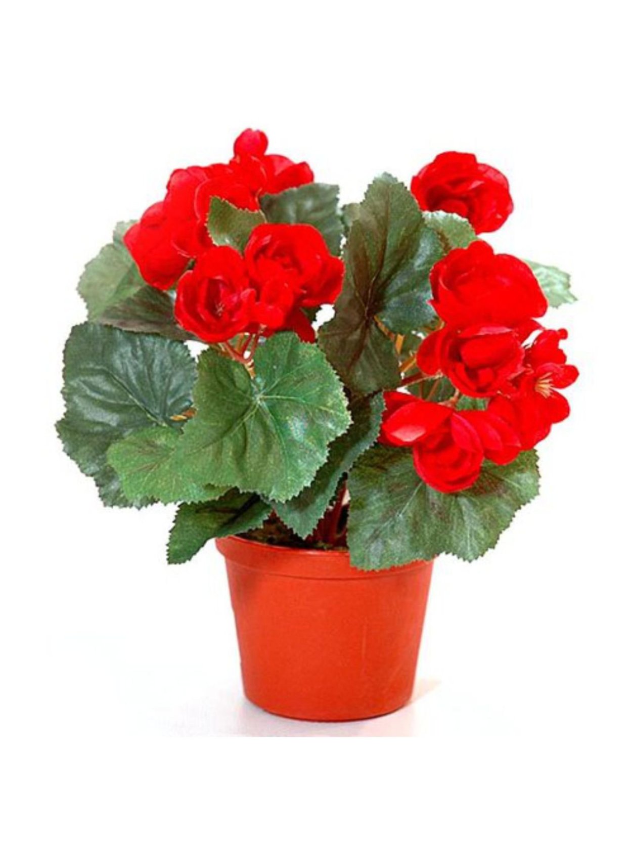 Бегония комнатная красная