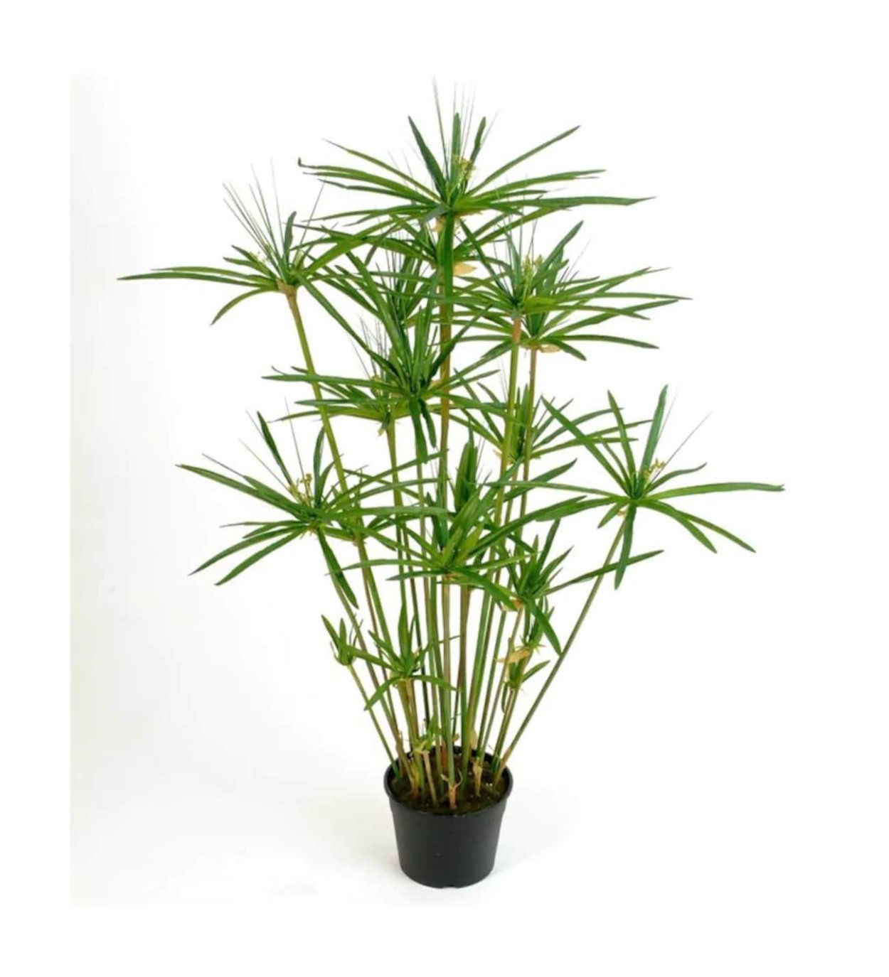 Циперус alternifolius