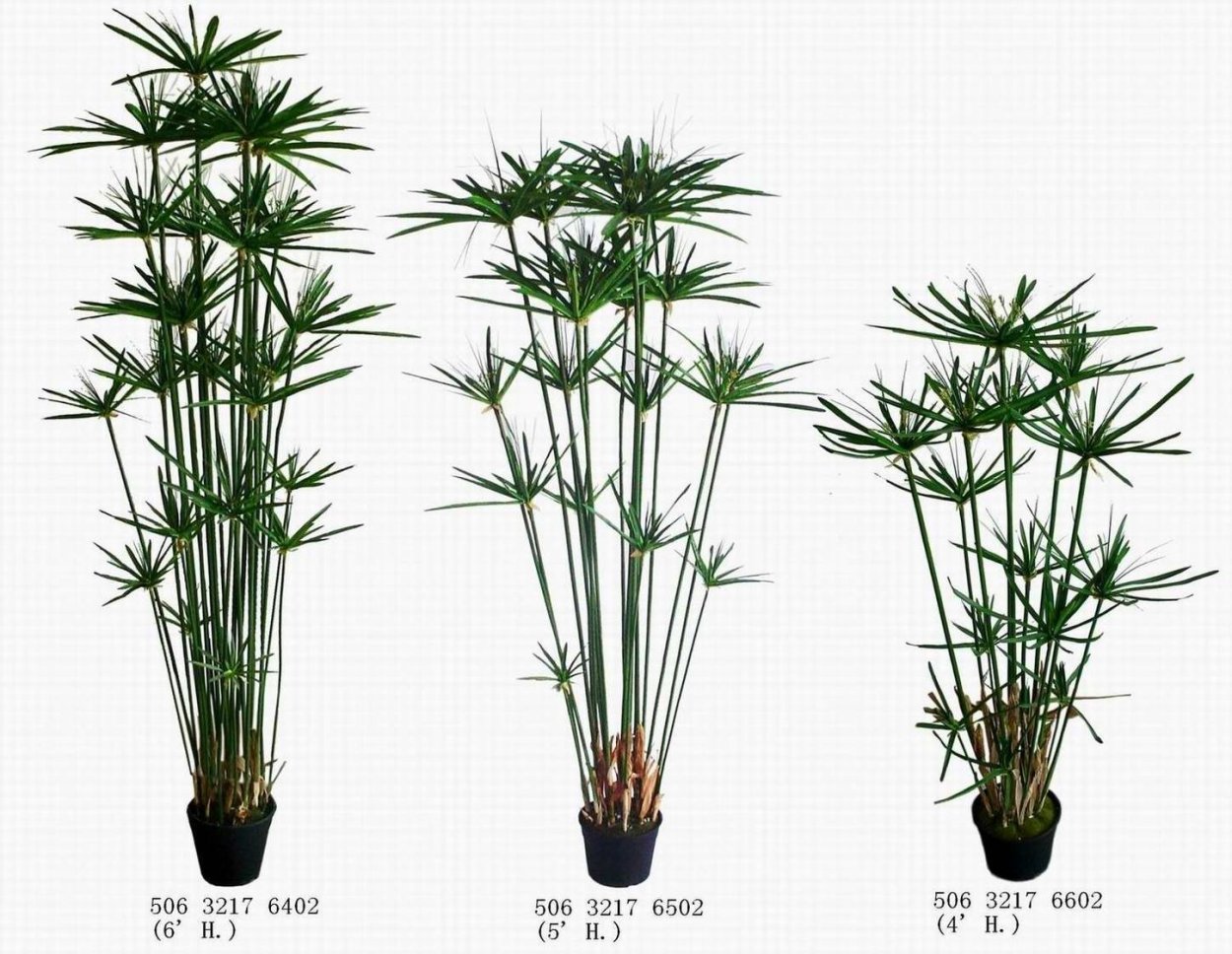 Циперус очереднолистный зонтик