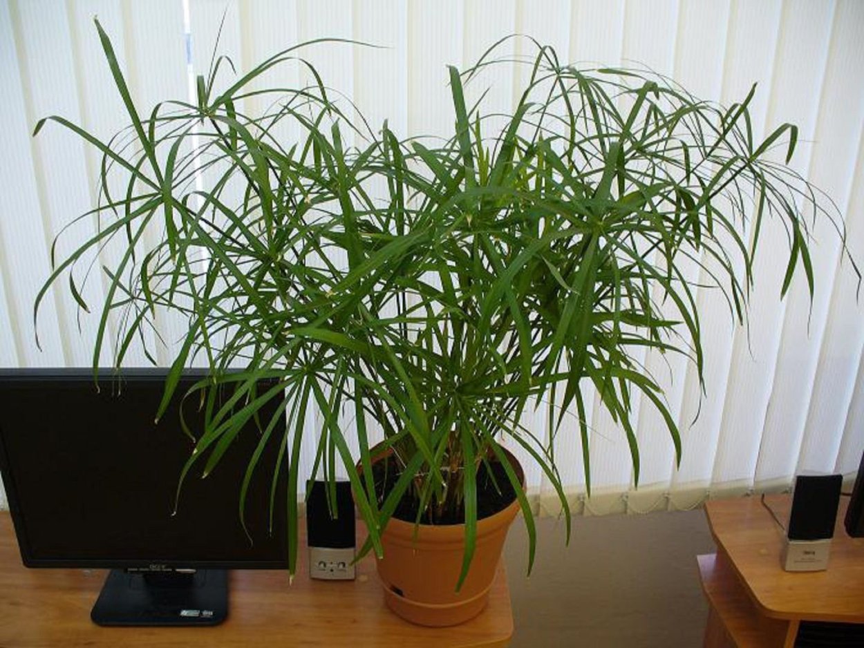 Циперус очереднолистный