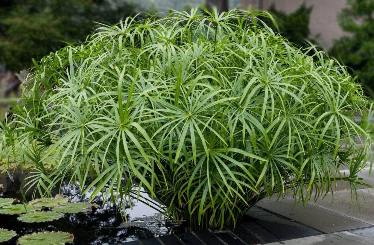 Империус очереднолистый