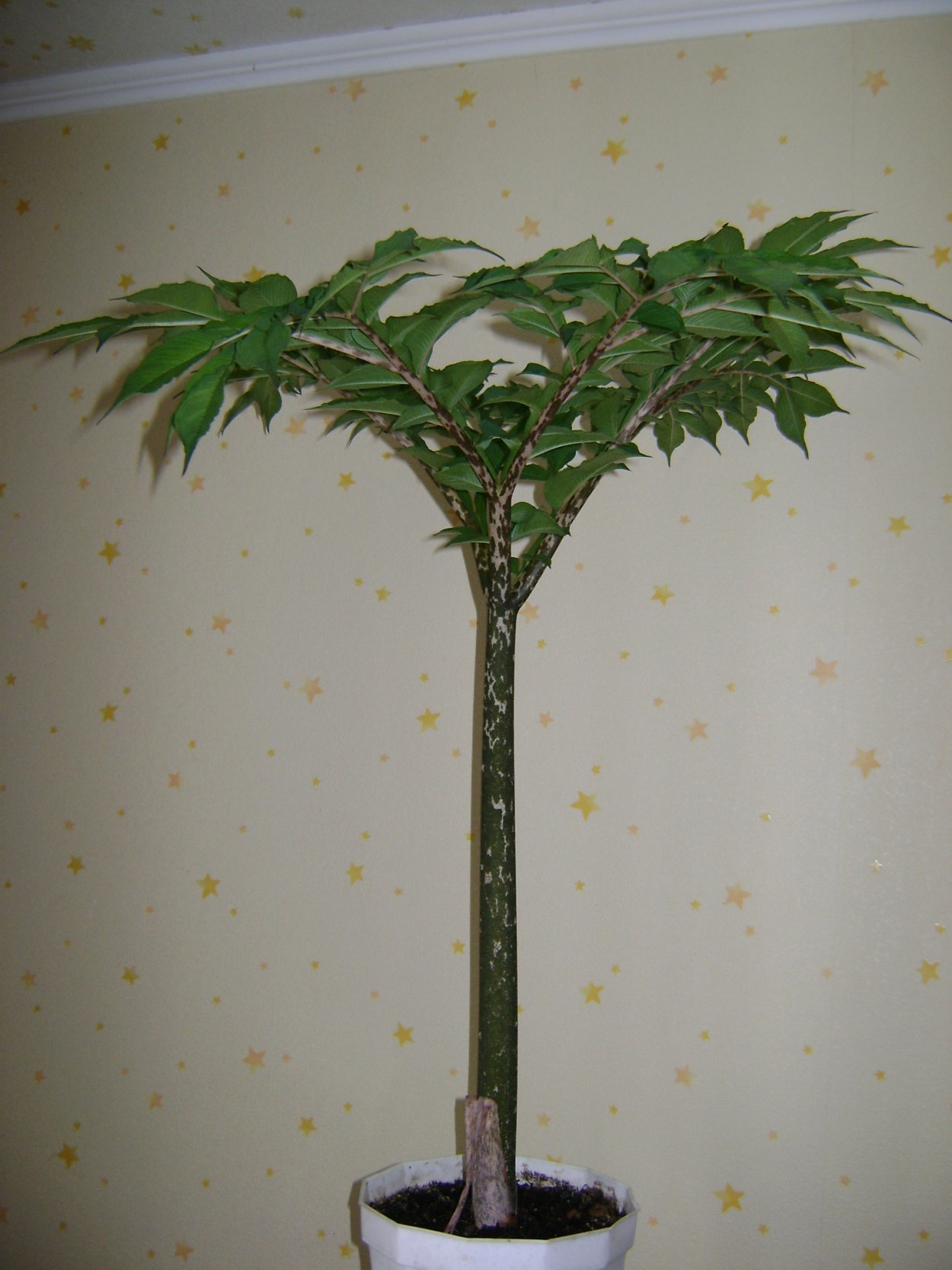 Аморфофаллус Пальма