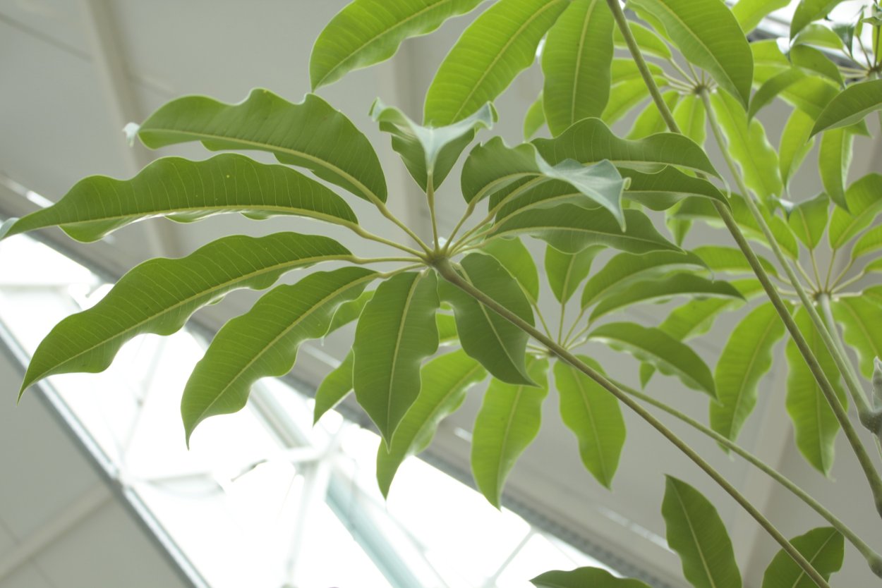 Шеффлера пальчатая Schefflera digitata