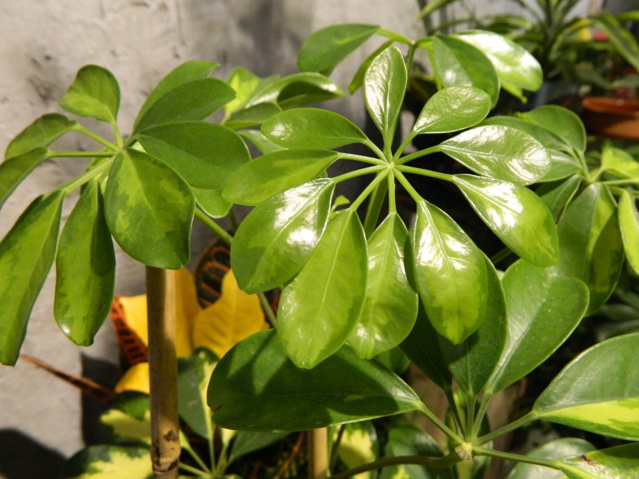 Шеффлера крупнолистная