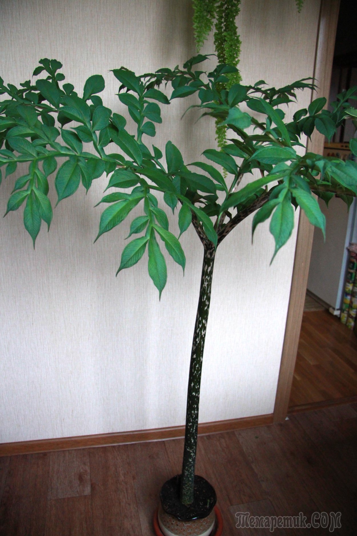 Змеиное дерево Аморфофаллус