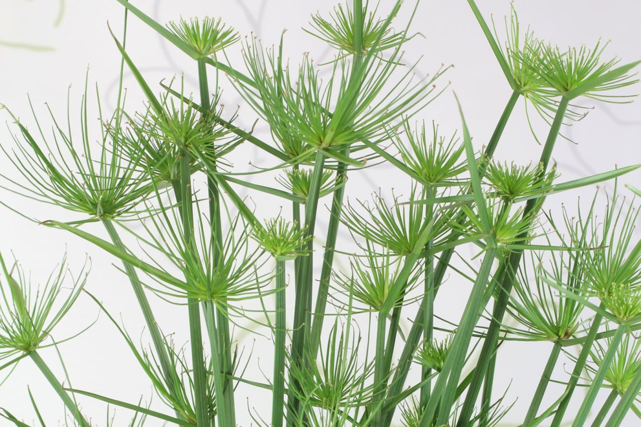 Циперус гаспан