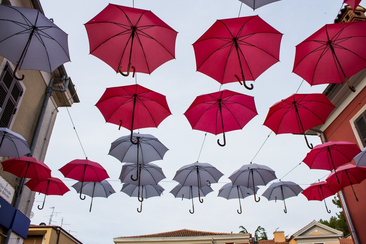 Домашний цветок зонтиками