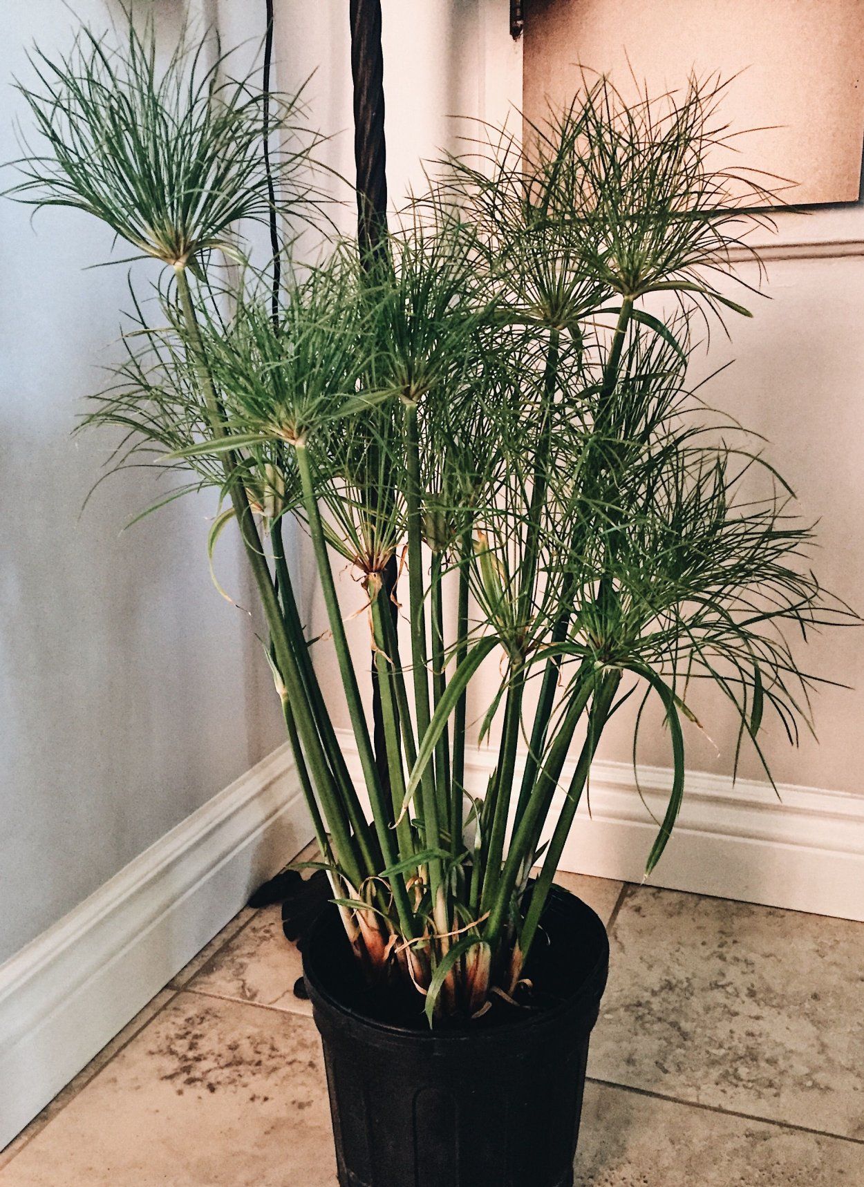 Цветок циперус Папирус