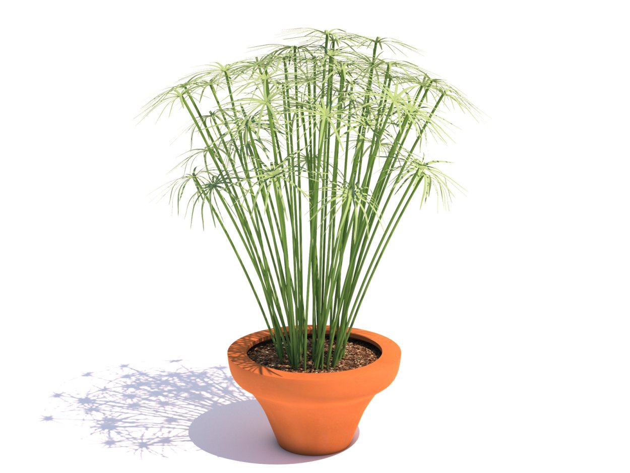 Циперус зонтичный