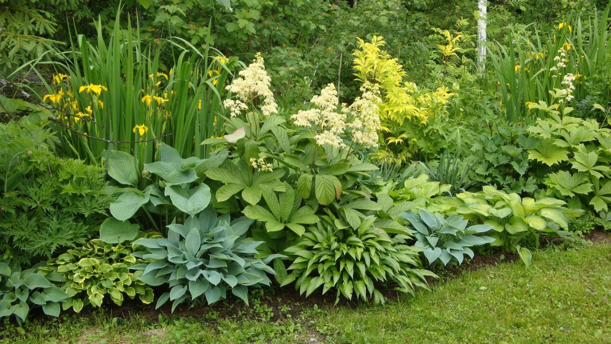 Роджерсия Хоста папоротник