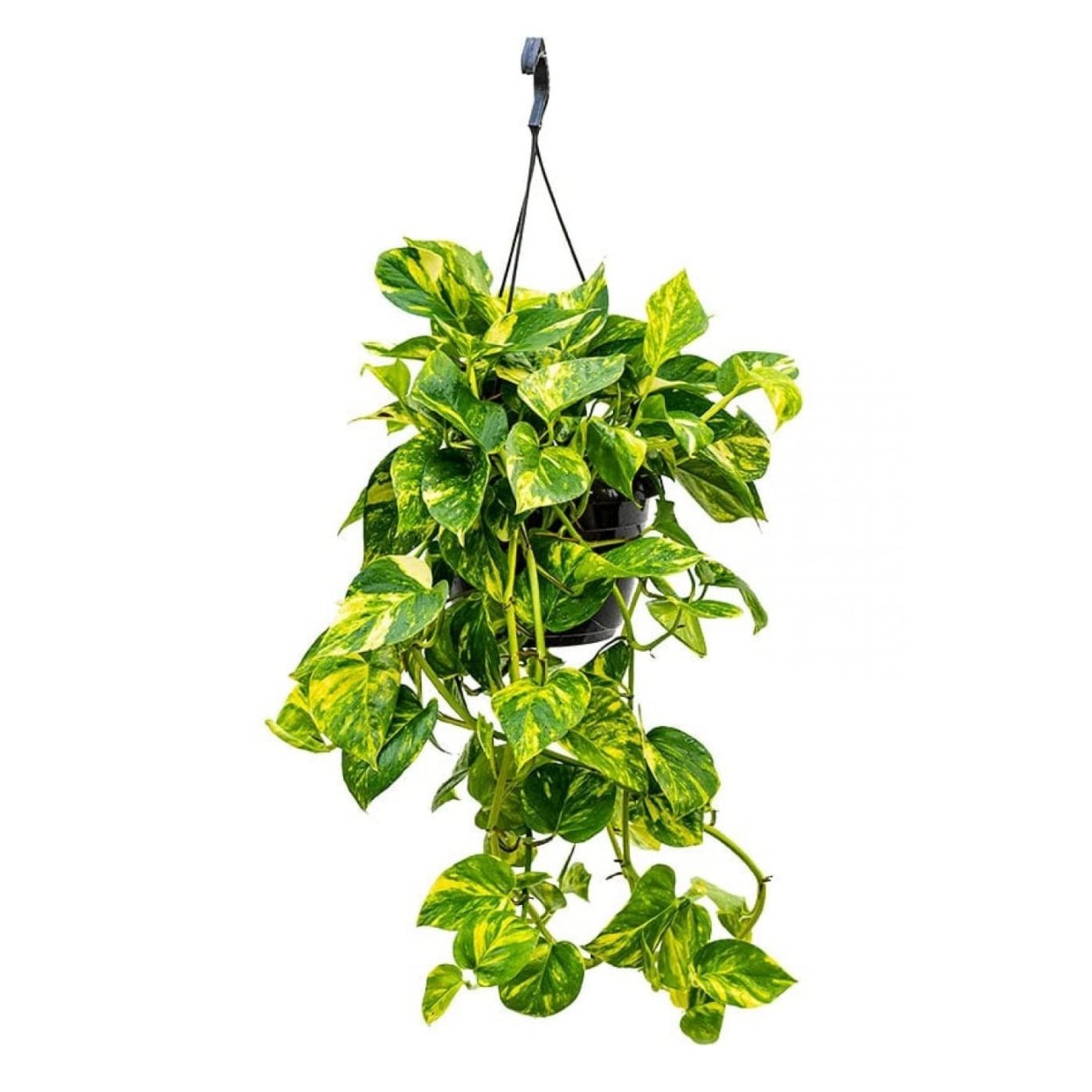 Сциндапсус Эпипремнум