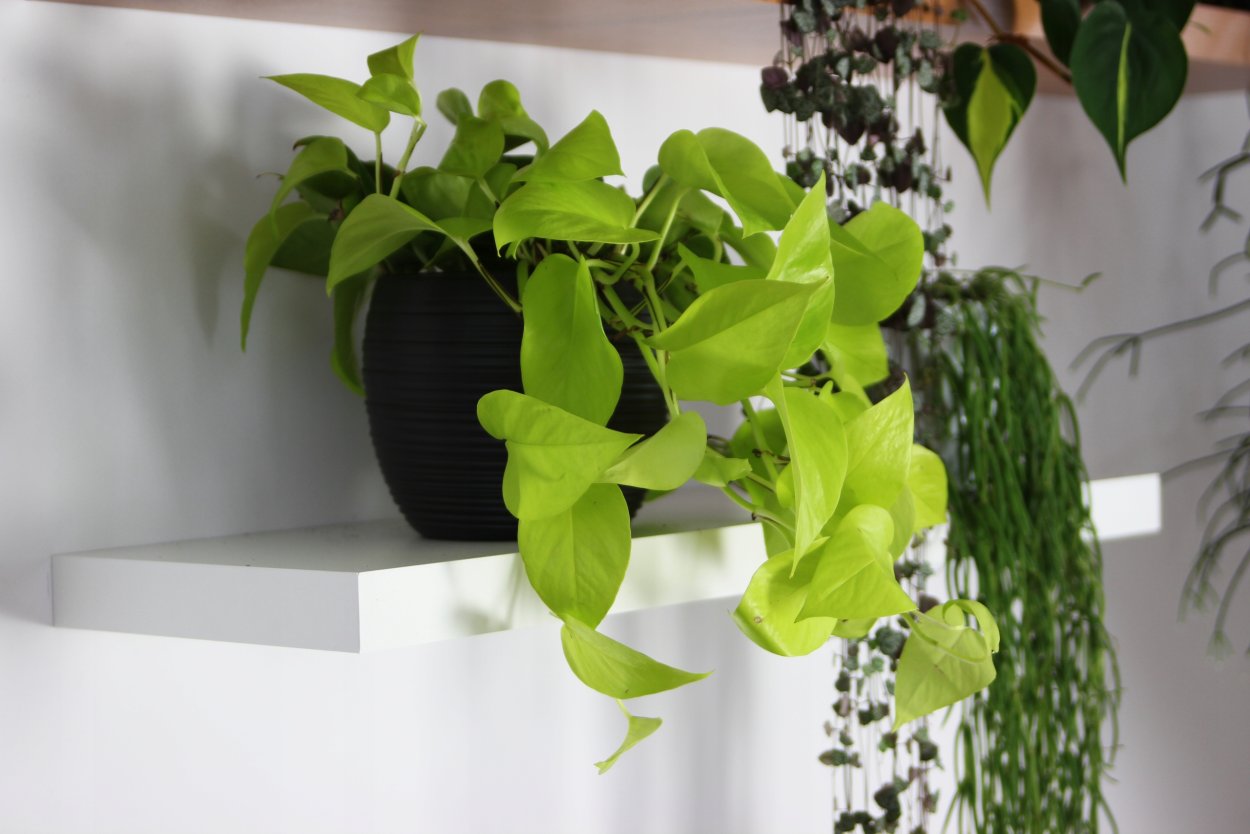 Эпипремнум Golden Pothos
