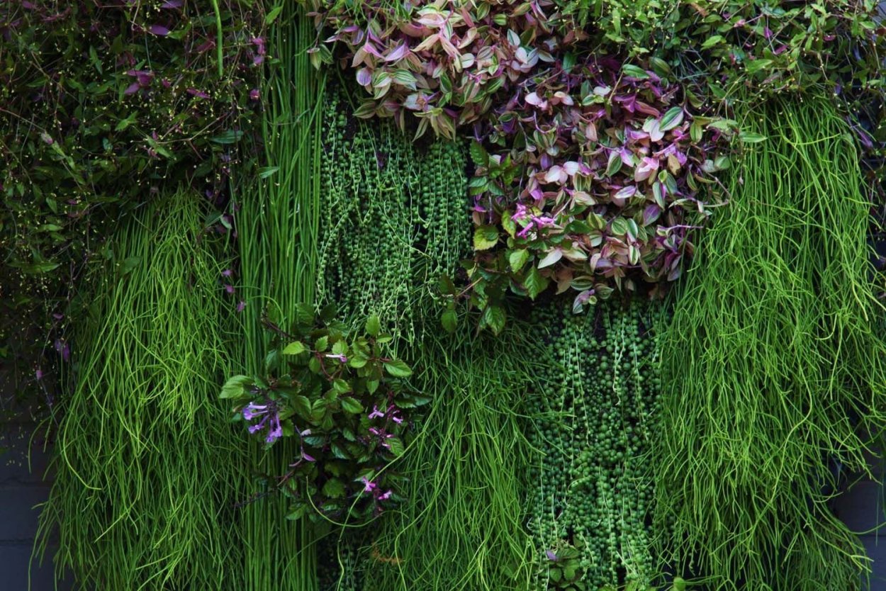 Традесканция зебрина в дикой природе