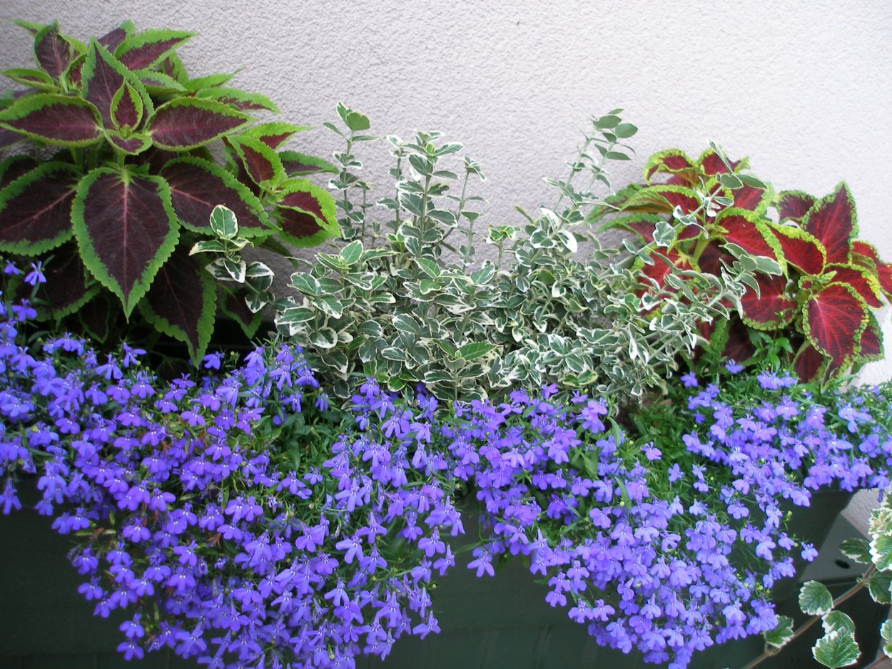 Лобелия бордюрная