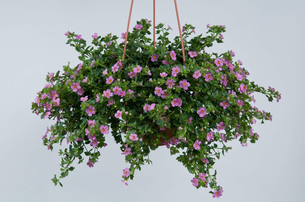 Бакопа ампельная Пинктопия