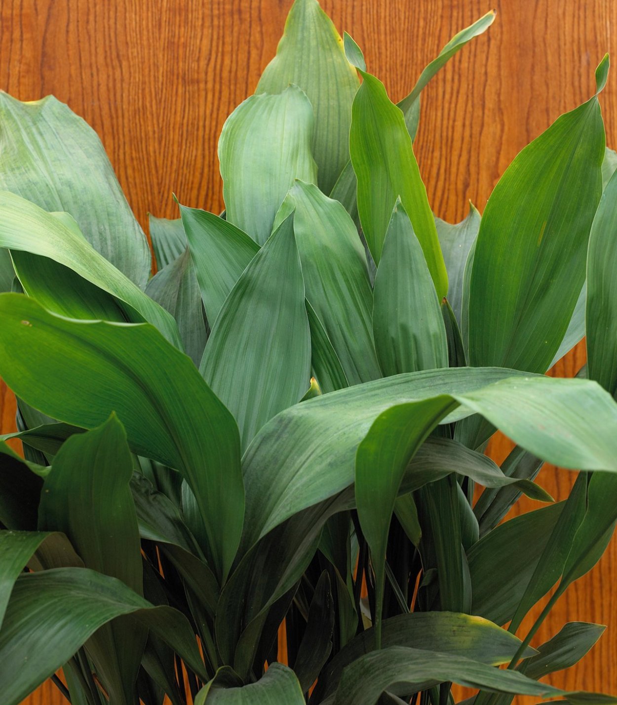 Аспидистра цветок