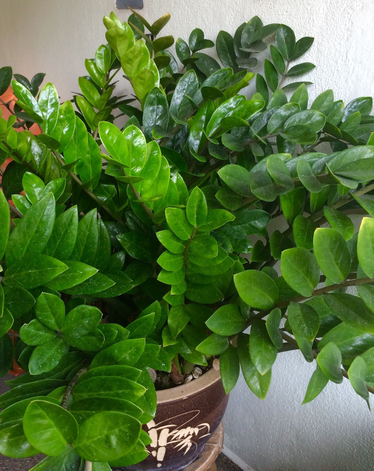 Плант цветок комнатный