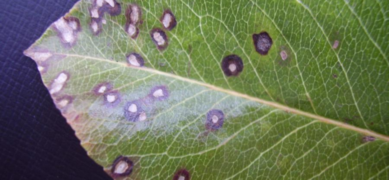 Септориоз (белая пятнистость)