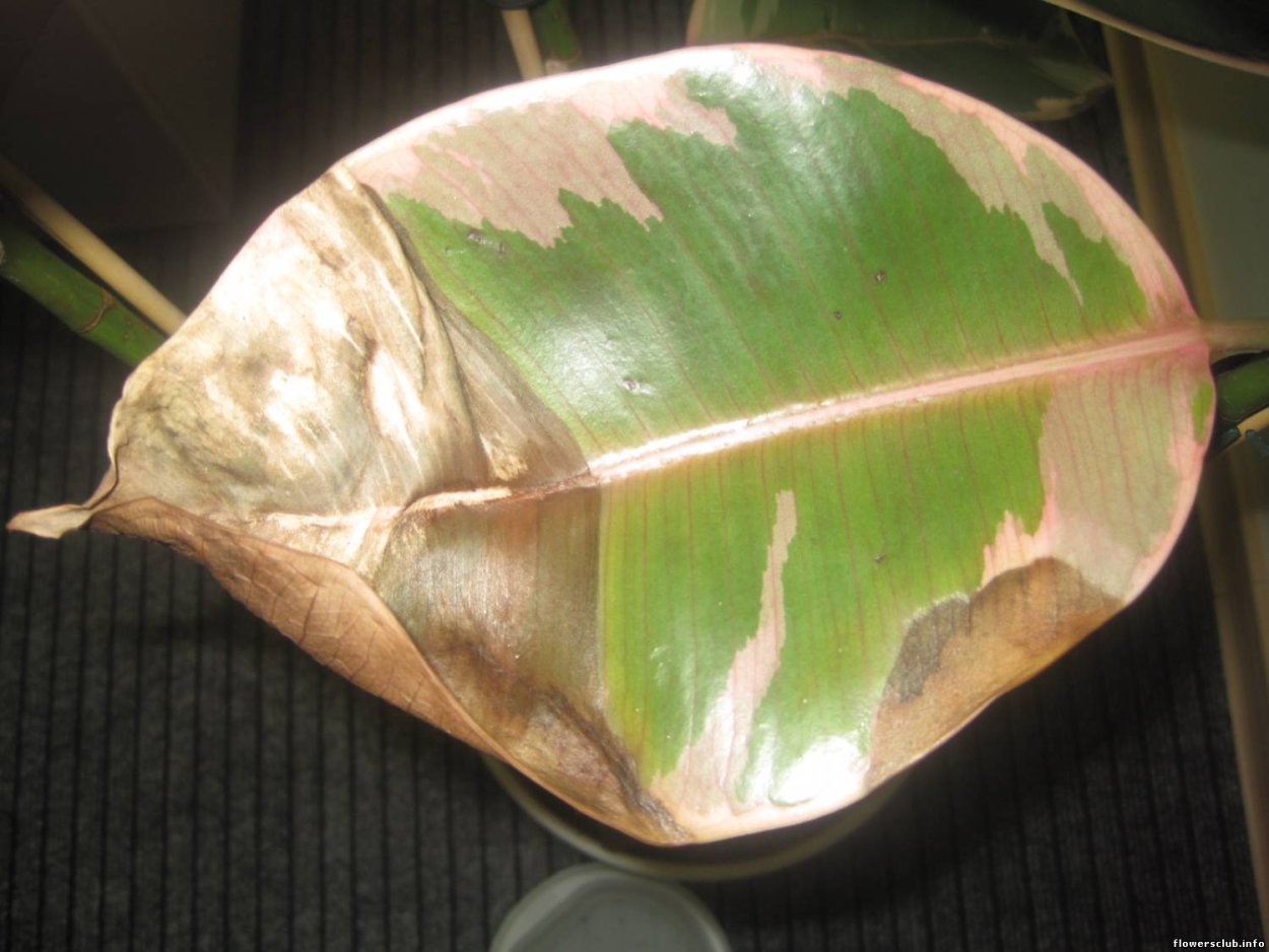 Церкоспороз фикуса