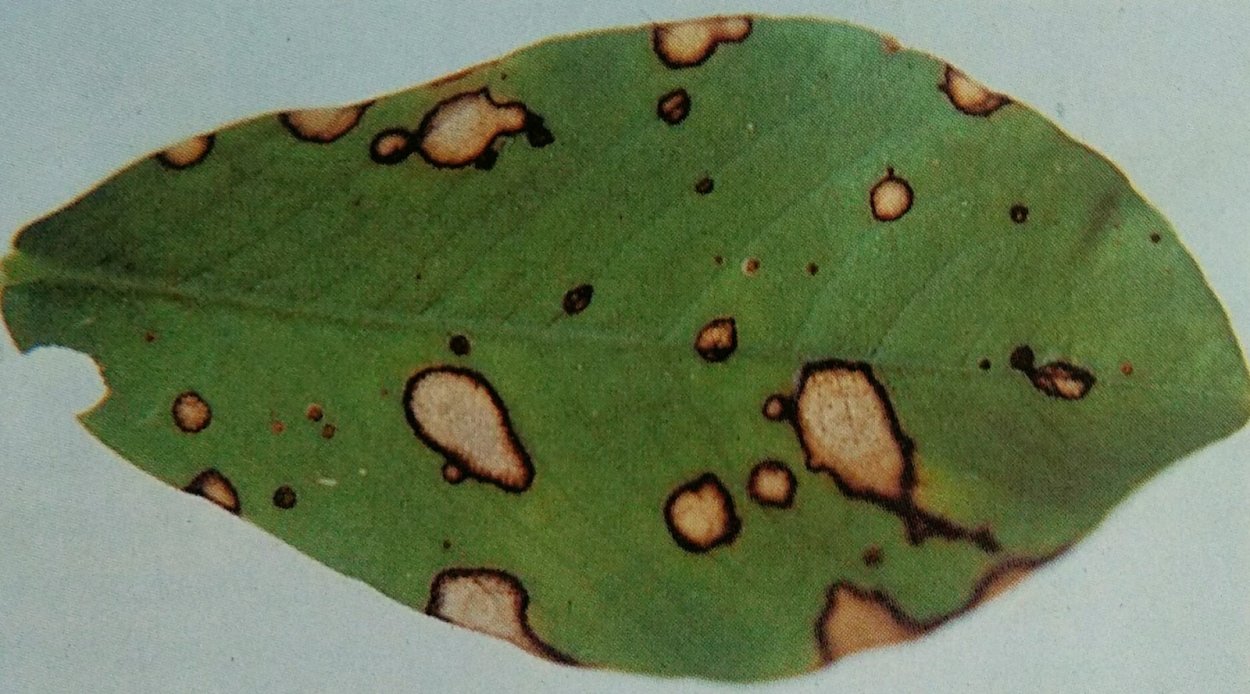 Филлостиктоз (бурая пятнистость)