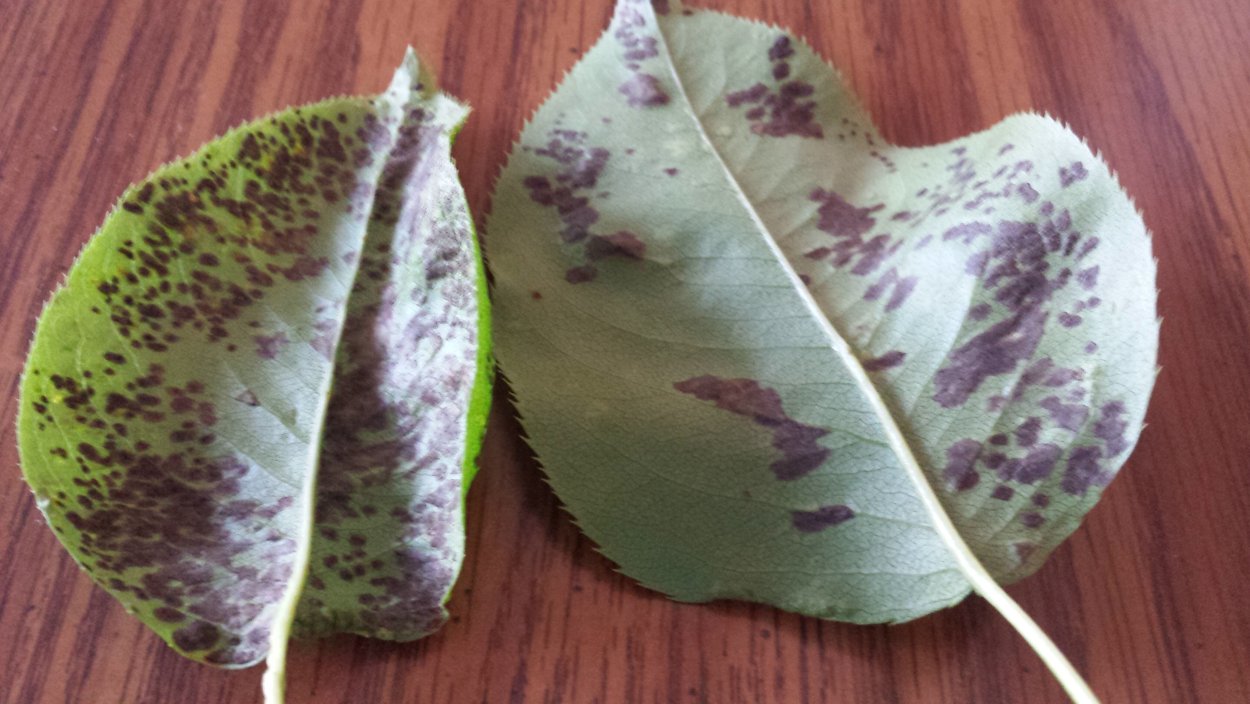 Сажистый грибок на груше