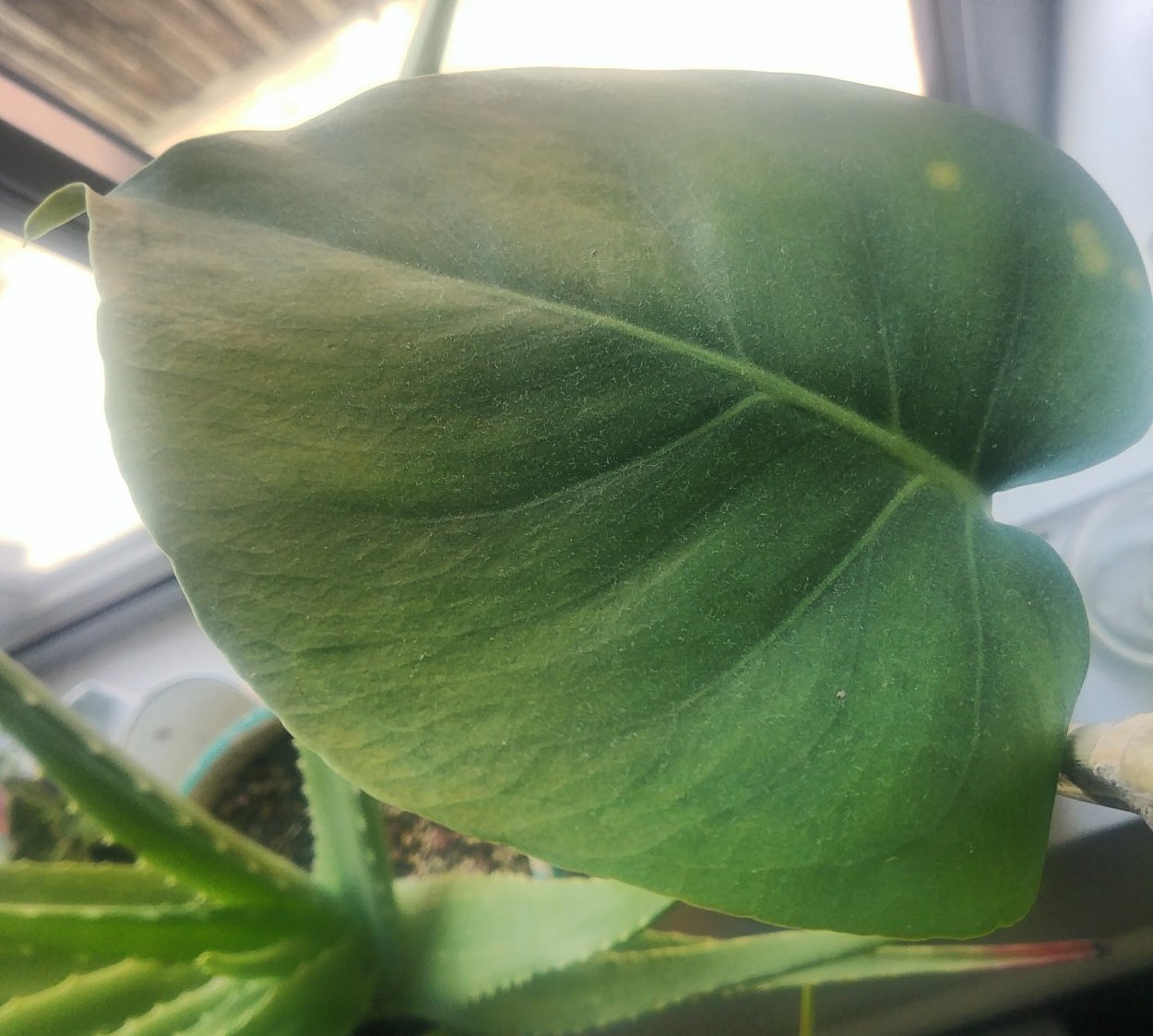 Бурая пятнистость монстера